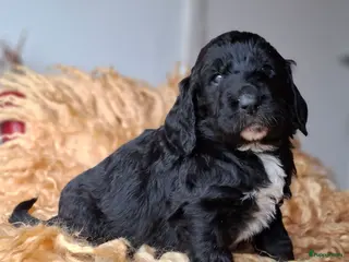 Kruising honden Labradoodle x Bloedhond / Zwitserse Senner pups - Advertentie 1