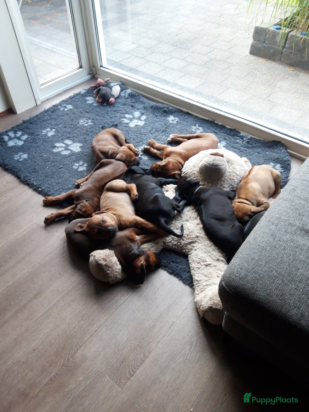 Rhodesian Ridgeback honden te koop: "Prachtige kruising Rhodesians"  in Bavel - Afbeelding 6