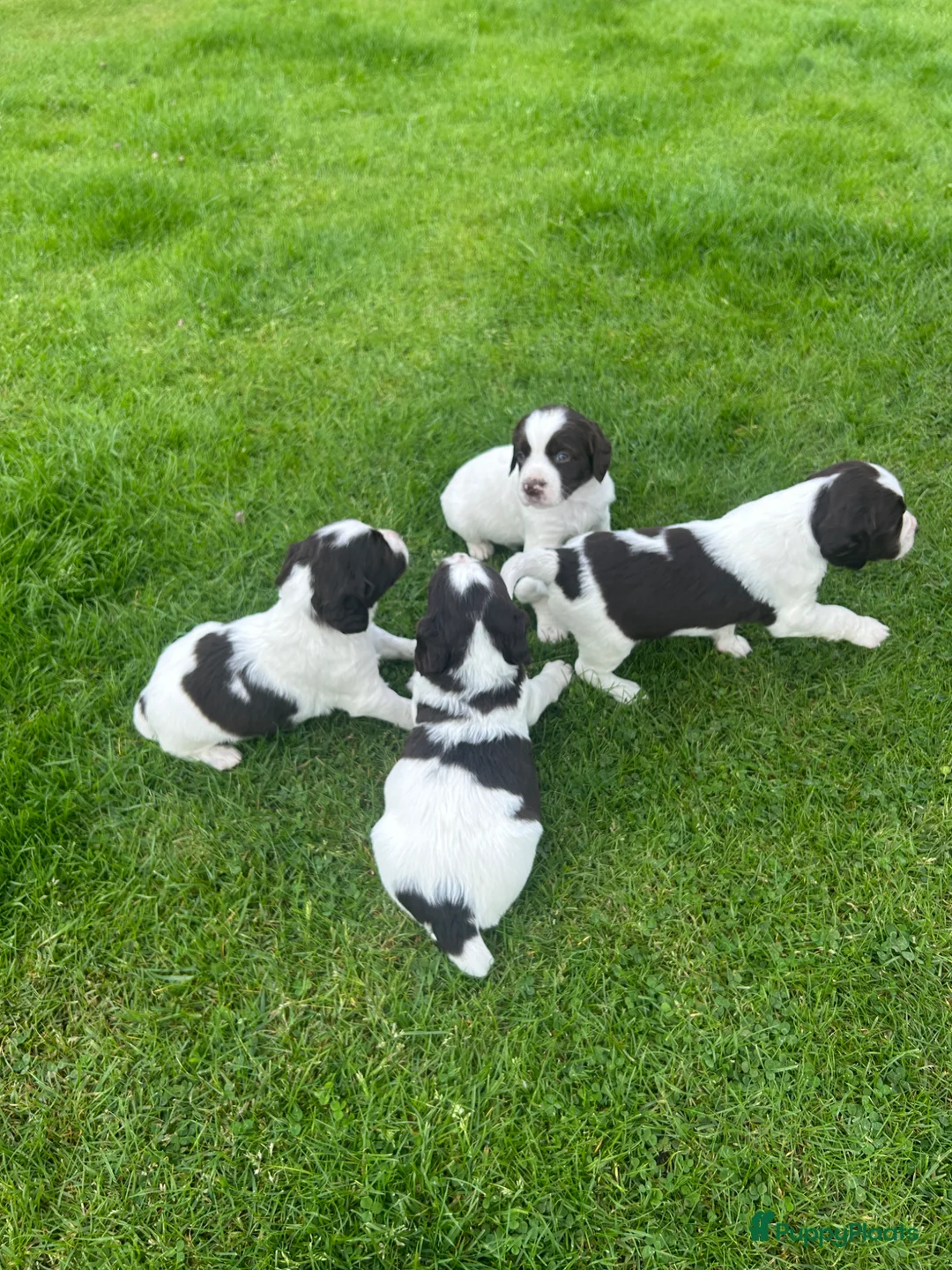 Heidewachtel honden te koop: Heidewachtel pups - Advertentie 2