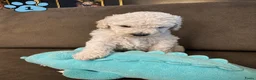 Poedel honden te koop: Koningspoedel grote poedel pups MOGEN NU WEG - Advertentie 11