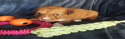 Kruising honden te koop: Border collie x nova scotia duck toller ret. pups - Advertentie 4