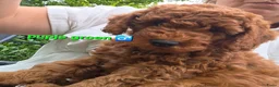 Labradoodle honden te koop: Mini labradoodles mogen verhuizen  - Advertentie 12