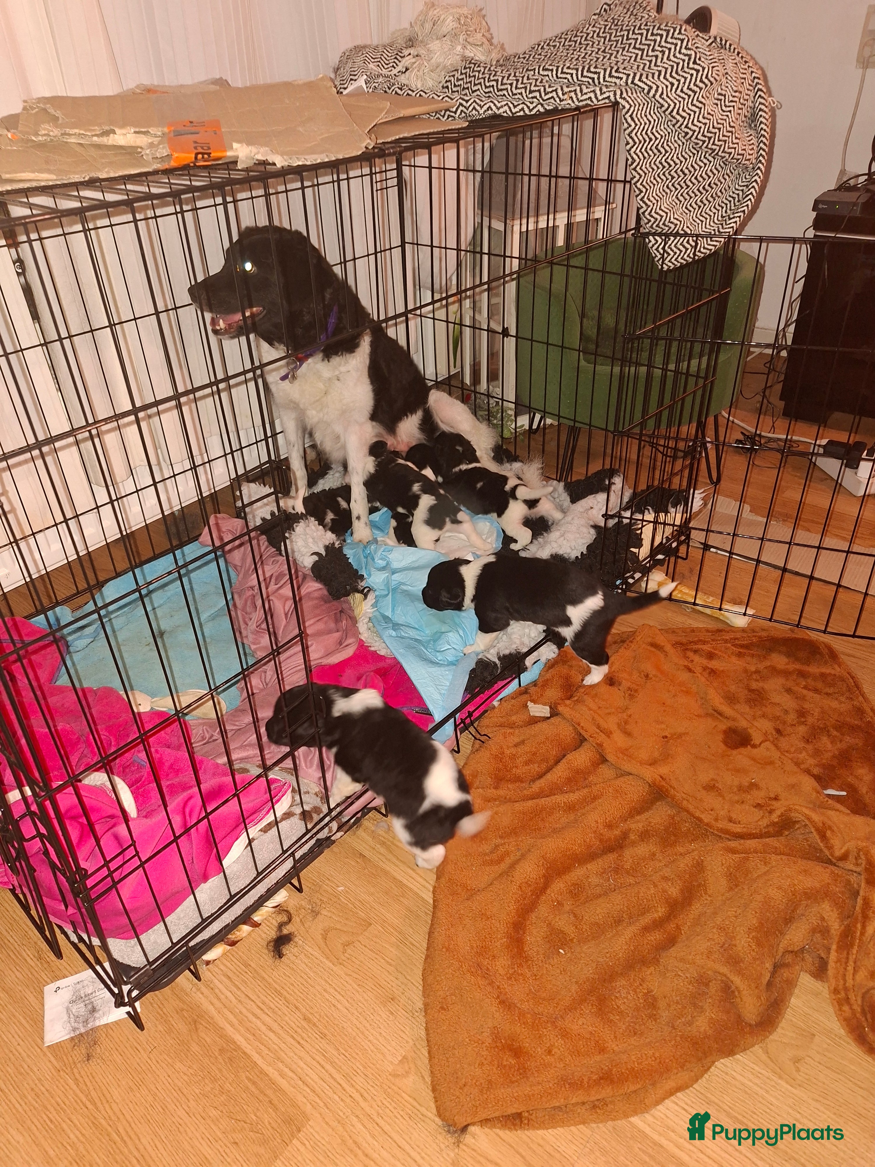 Kruising honden Friese stabij groot - Advertentie 2