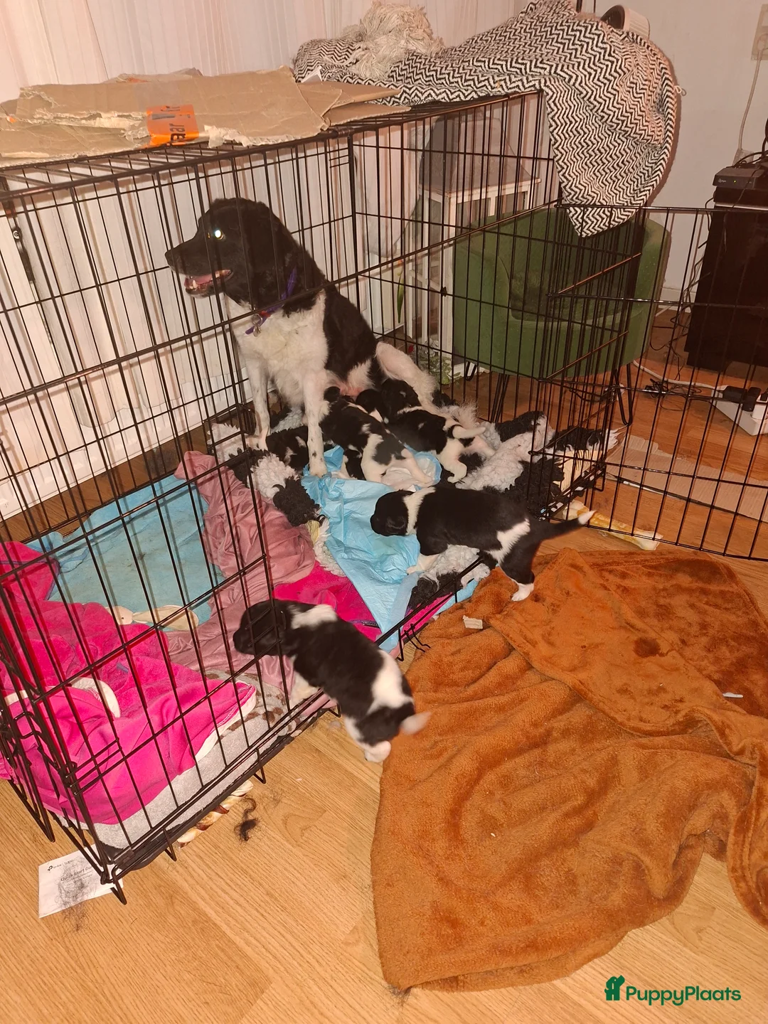 Kruising honden te koop: Friese stabij groot - Advertentie 1