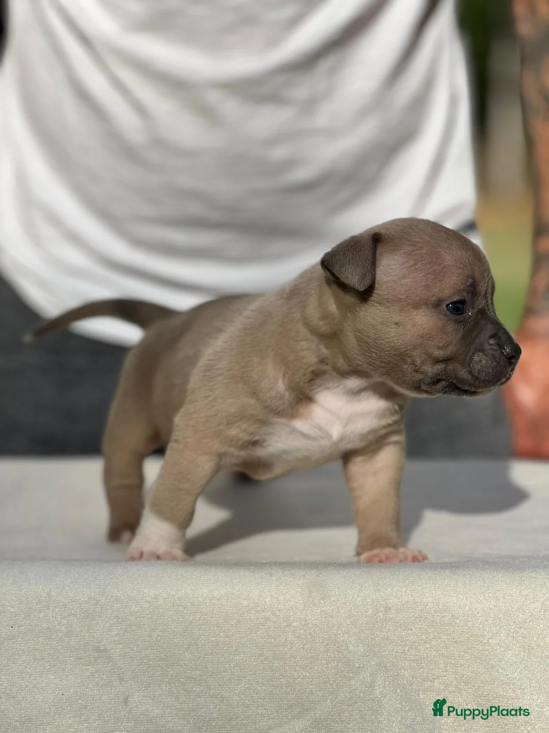 Amerikaanse Bully honden te koop: Amerikaanse bully pocket - Advertentie 4