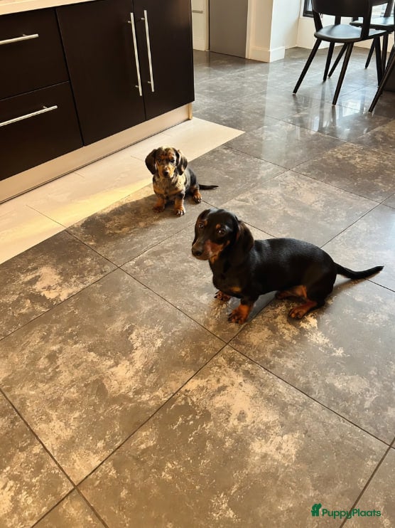 Teckel (korthaar)  honden Dwergteckel puppy's te koop – 1 reutje en 1 teefje - Advertentie 3