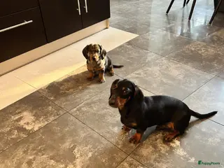 Teckel (korthaar) honden Dwergteckel puppy's te koop – 1 reutje en 1 teefje - Advertentie 3