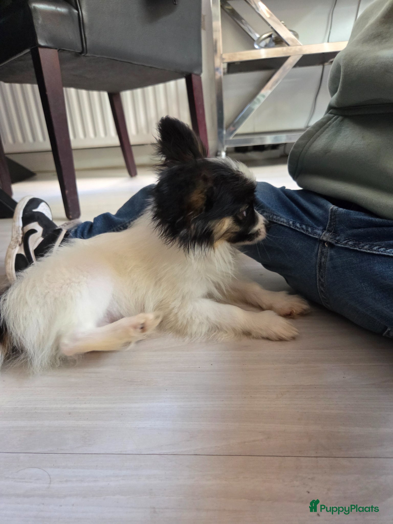 Vlinderhondje honden te koop: Vlinderhond papillon reutjes beschikbaar FCI - Advertentie 5