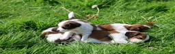 Kooikerhondje honden te koop: kooiker pups in Paterswolde - Advertentie 4