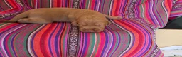 Labradoodle honden te koop: Super fijne multigen half Australian doodles🥰 - Advertentie 7