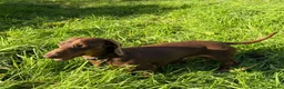 Kruising honden te koop:  Dwergpincher x Chihuahau X Kaninchenteckel pups. - Advertentie 19