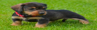 Kruising Puppy 2