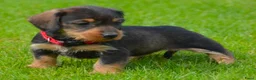 Kruising honden te koop: Supermooie teckel pups - Advertentie 7