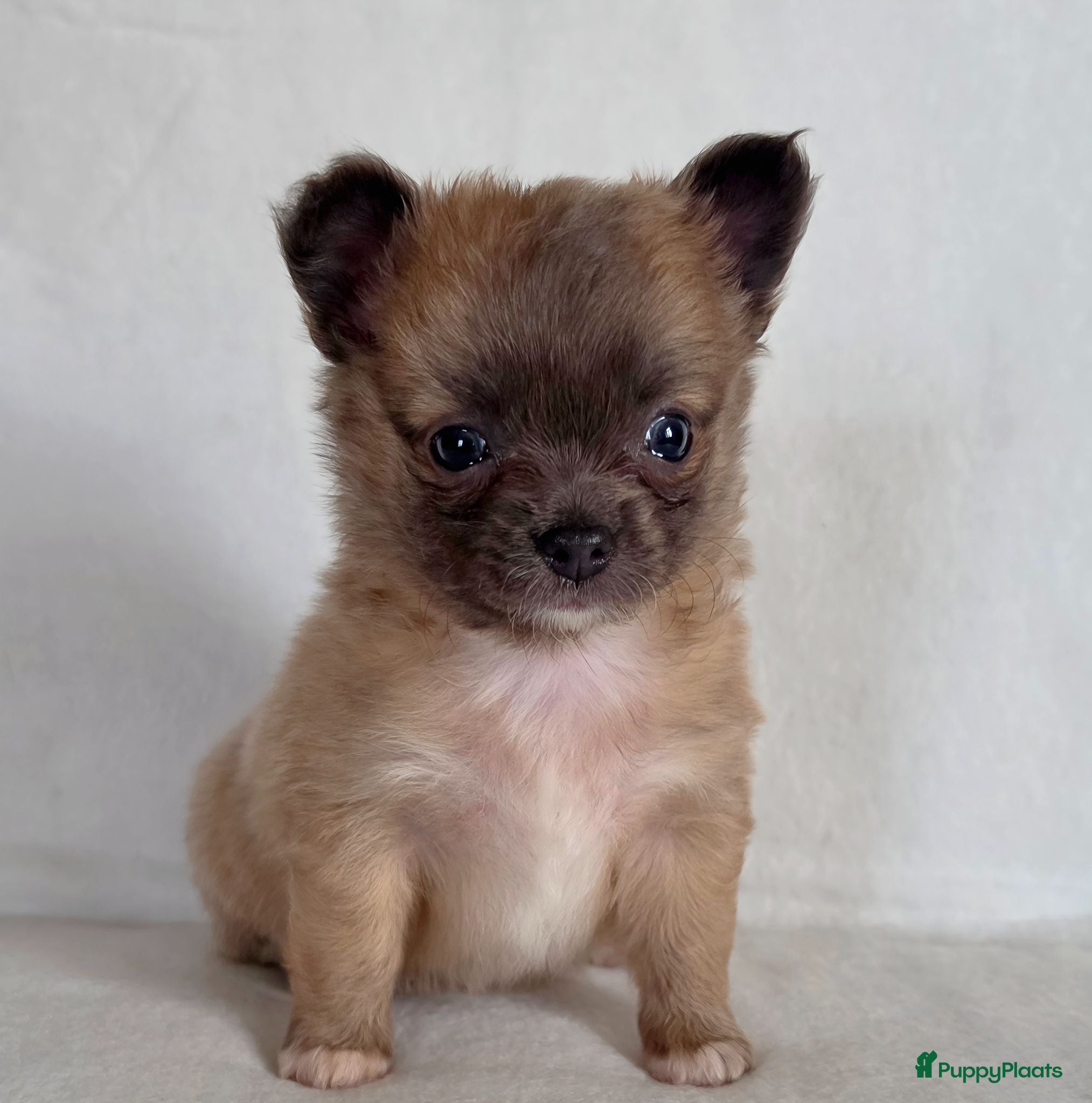 Chihuahua honden Chihuahua pups - Advertentie 1