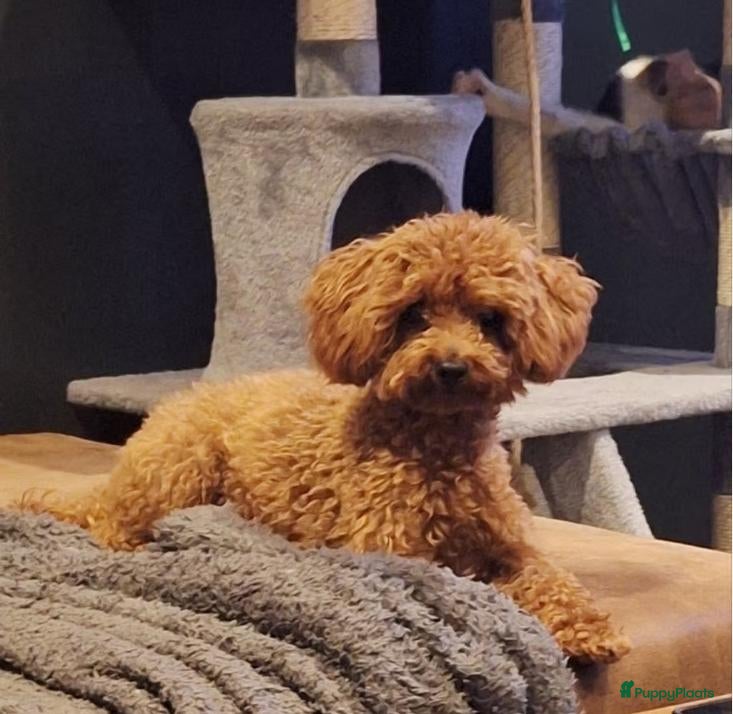 Poedel Toy honden tk. rood klein toypoedel reutje - Advertentie 2