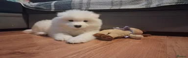 Samojeed Puppy 1