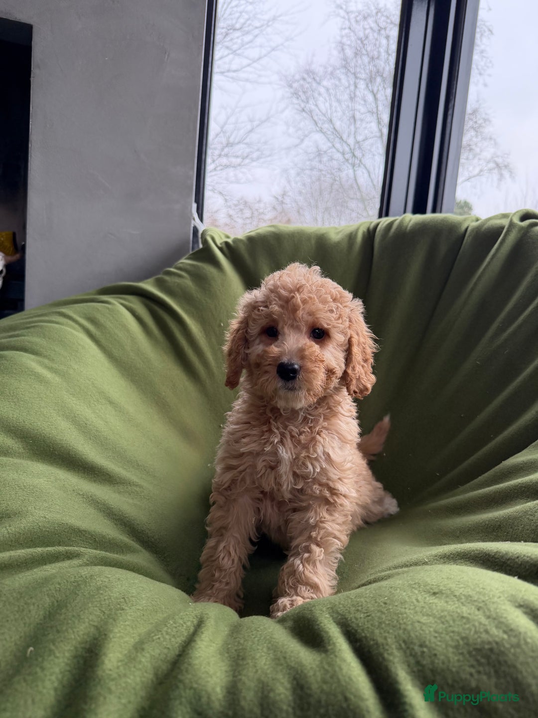 Labradoodle honden te koop: Mini Doodle (Dwergpoedel x Labradoodle) pups - Advertentie 8