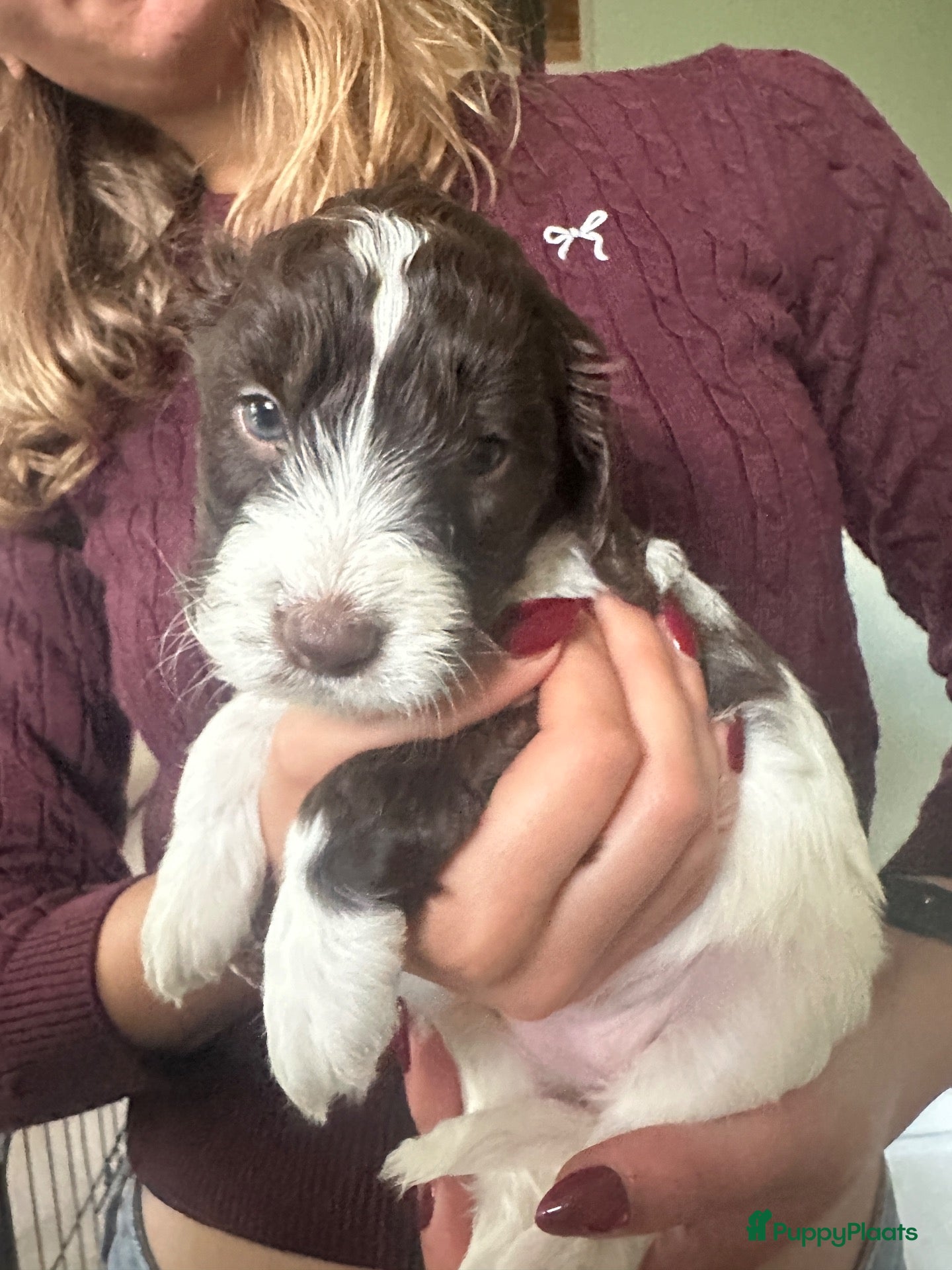 Kruising honden Nestje met Sproodle / Springerdoodle pups  - Advertentie 2
