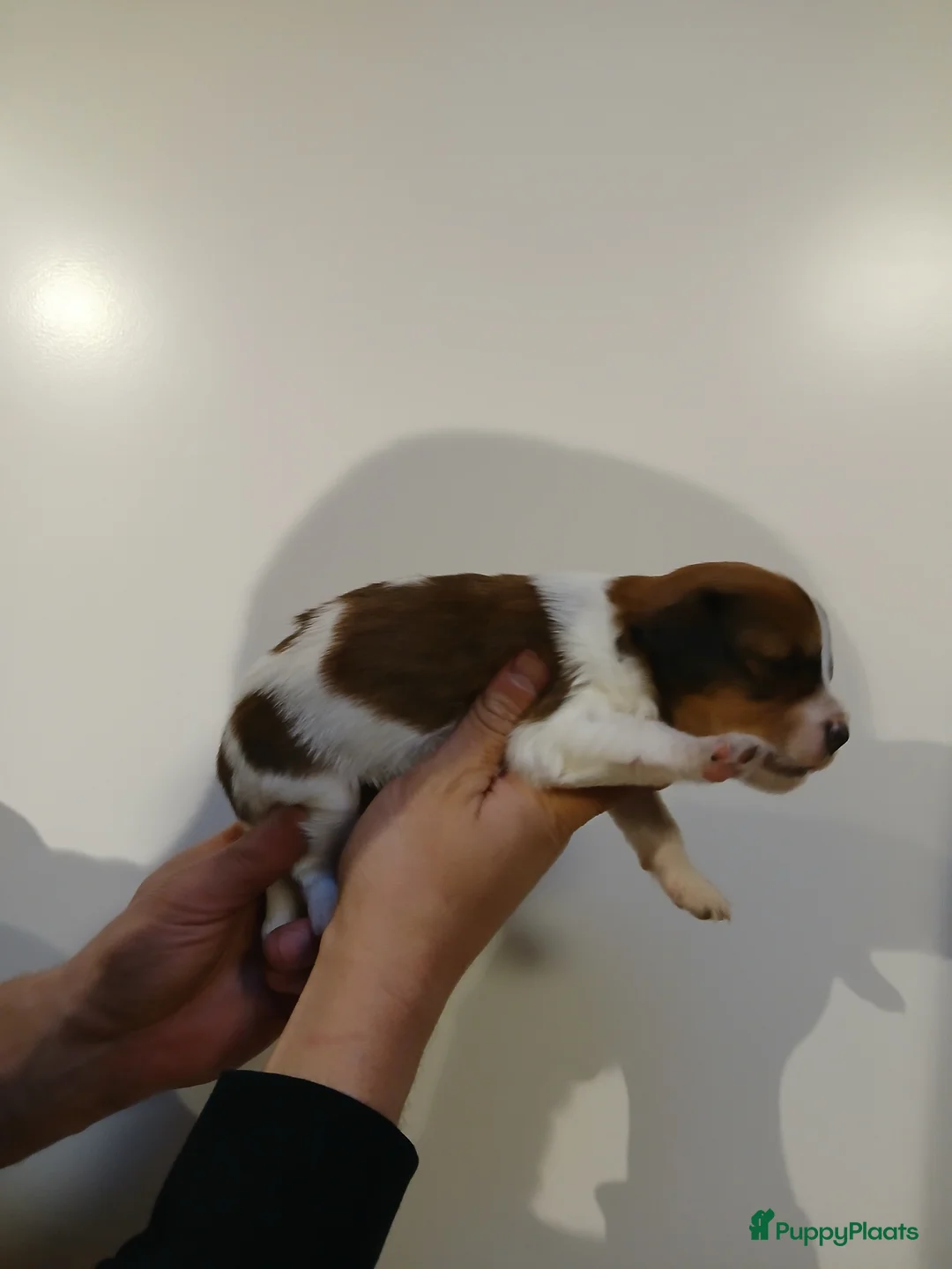 Kooikerhondje honden te koop: Supper liever  nestje kooiker pups van 7 - Advertentie 28