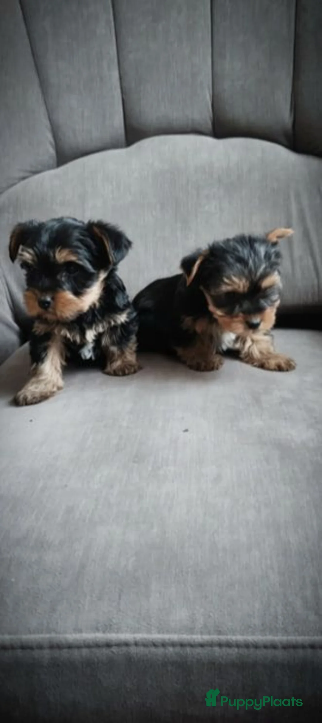 Yorkshire Terriër honden te koop: Yorkshire Terrier pups  - Advertentie 2