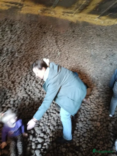 Galerij afbeelding {{count}}