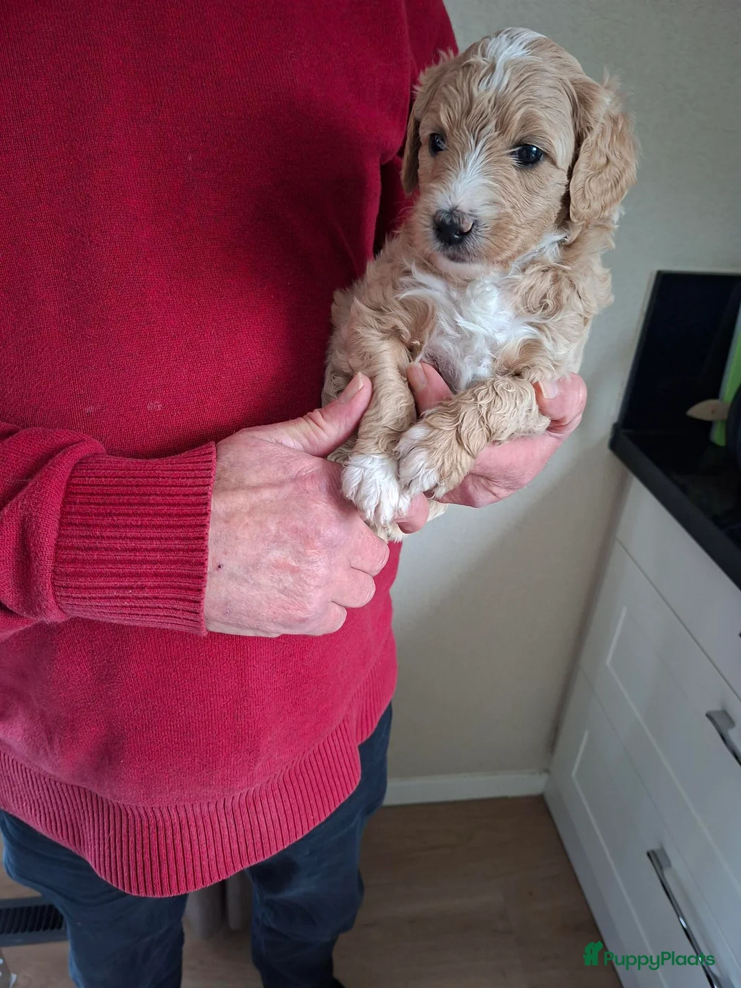Labradoodle honden te koop: Labradoodle pups medium - Advertentie 9