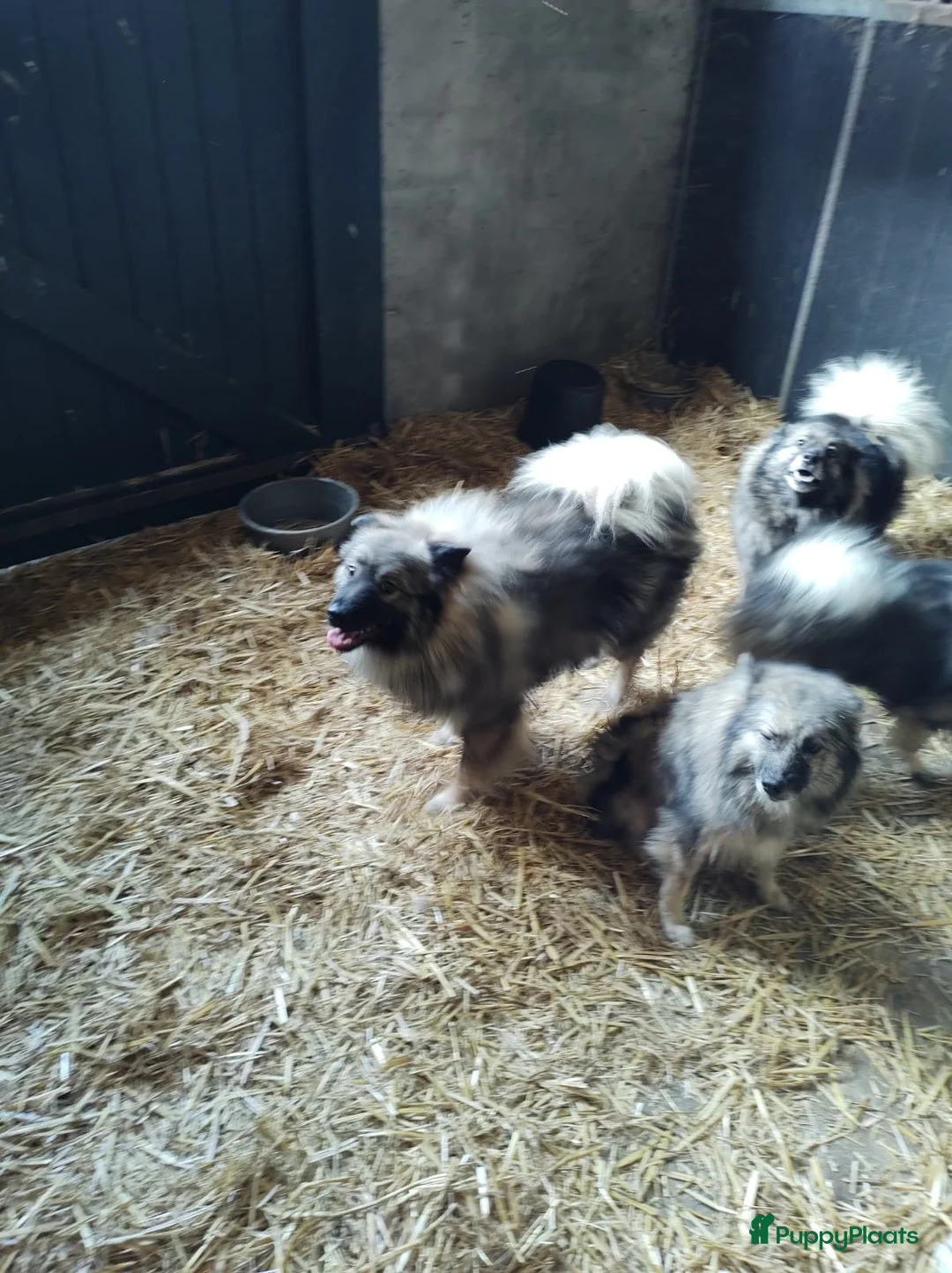 Keeshond honden te koop: Keeshond wolfsgrauw. Grijs. Blauw. - Advertentie 30