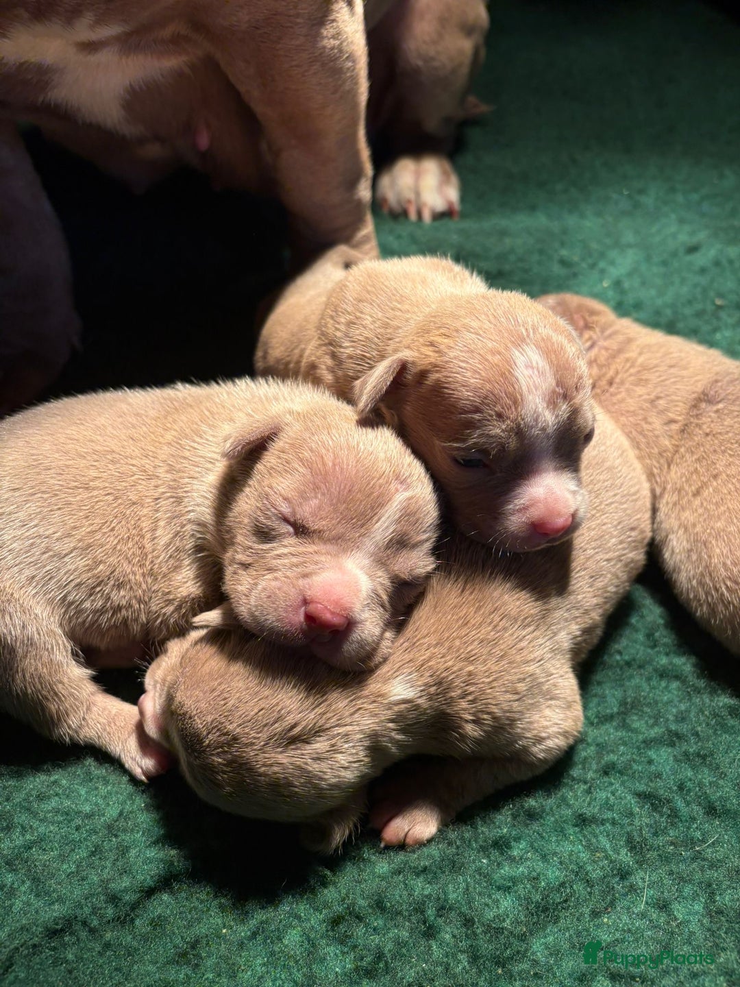 Amerikaanse Bully honden te koop: Aankondiging American Pocket Bully 🐾 - Advertentie 12