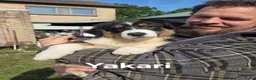 Australian Shepherd honden te koop: Prachtige Australian Shepherd pups - Advertentie 9