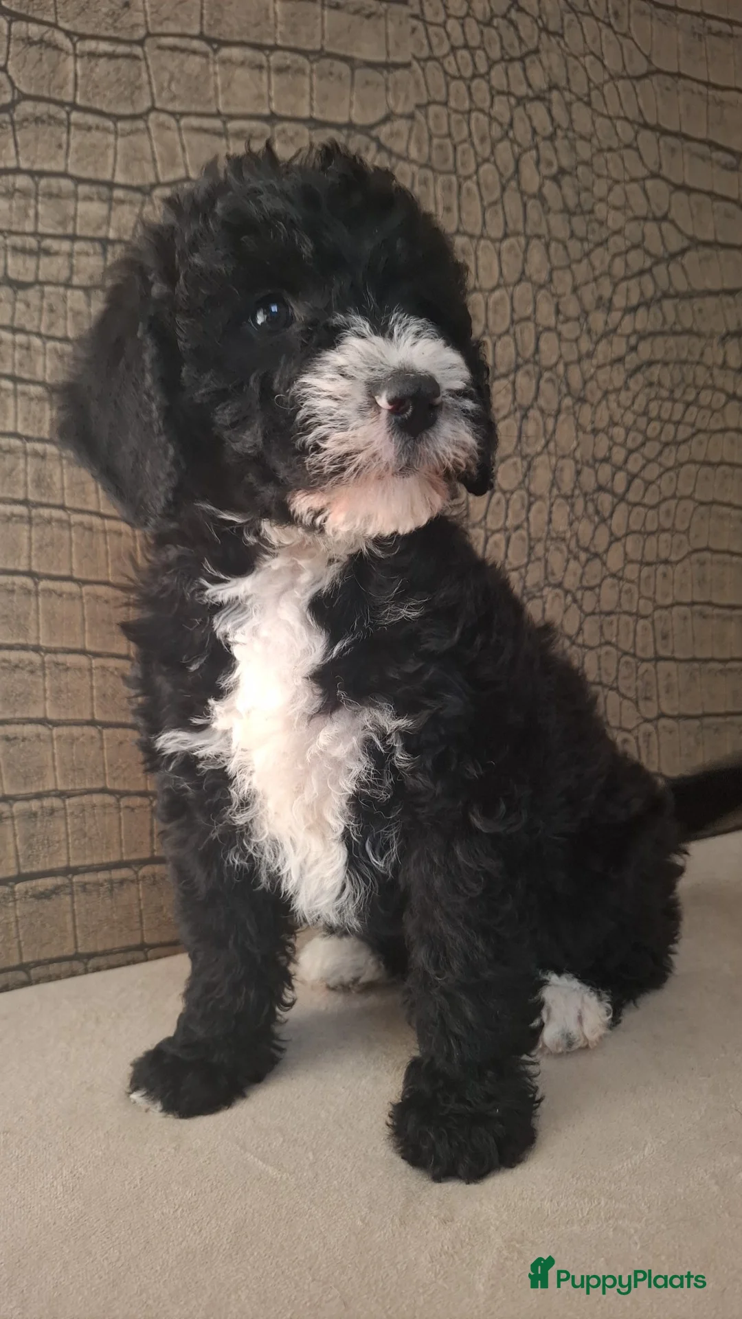 Australian Labradoodle honden te koop: Medium Australian labradoodle pups 🩷💙 - Advertentie 10