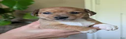 Jack Russel Terriër honden te koop: Nog 1 uniek gekleurd teefje - Advertentie 2