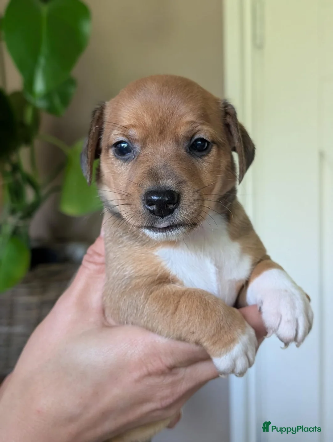 Jack Russel Terriër honden te koop: Nog 1 uniek gekleurd teefje - Advertentie 2