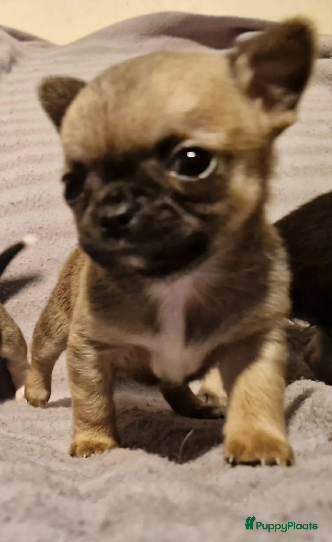 Chihuahua honden te koop: Knap wildkleur chihuahua teefje - Advertentie 22