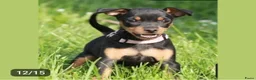 Dwergpinscher honden te koop: Prachtige Dwerg Pincher pups aangeboden  - Advertentie 5
