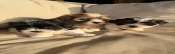 Kruising honden te koop: Prachtige boomer pups  - Advertentie 12