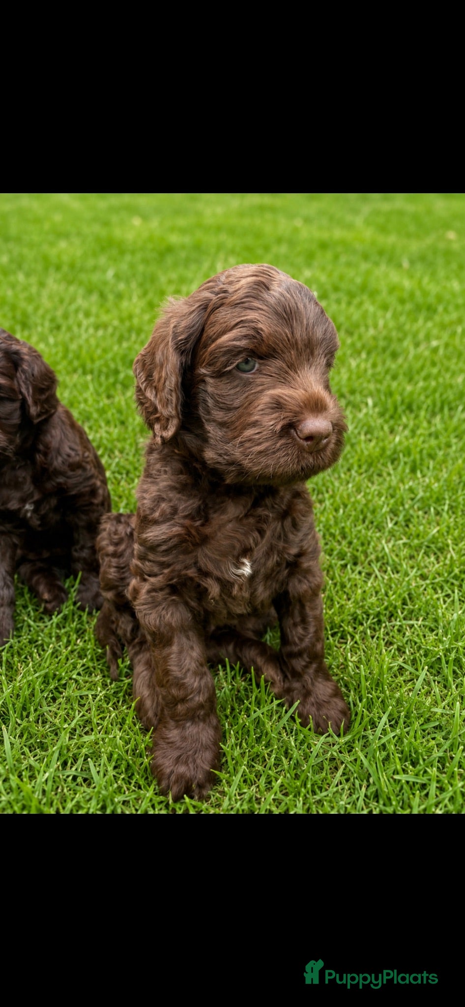 Labradoodle honden Chocolade bruin labradoodle reutje mag nu mee. - Advertentie 4