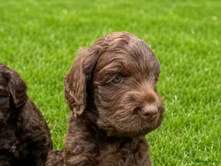 Labradoodle honden Chocolade bruin labradoodle reutje mag nu mee. - Advertentie 4