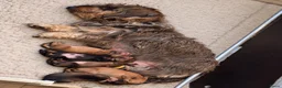 Dwergteckel honden te koop: 5 silky wire dwergteckelpups - Advertentie 20