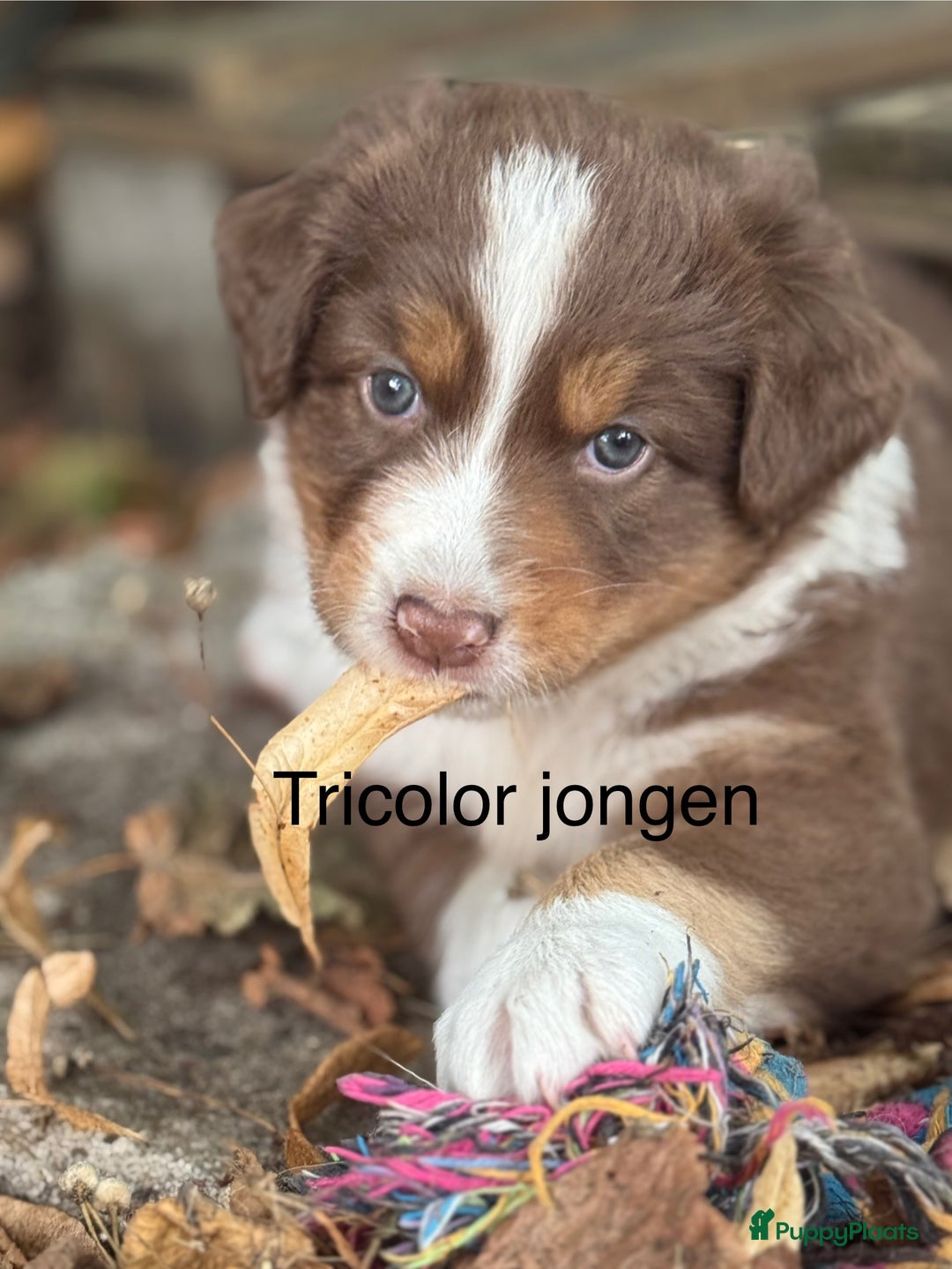 Australian Shepherd honden te koop: Raszuivere Australian Shepherd  - Afbeelding 18