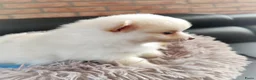 Pomeriaan honden te koop: Nog twee prachtige creme pomeranian puppys!❤️ - Advertentie 5