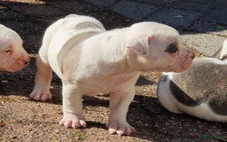 Amerikaanse Bulldog honden te koop: Supermooie Amerikaanse bulldog pups met stamboom - Afbeelding 7