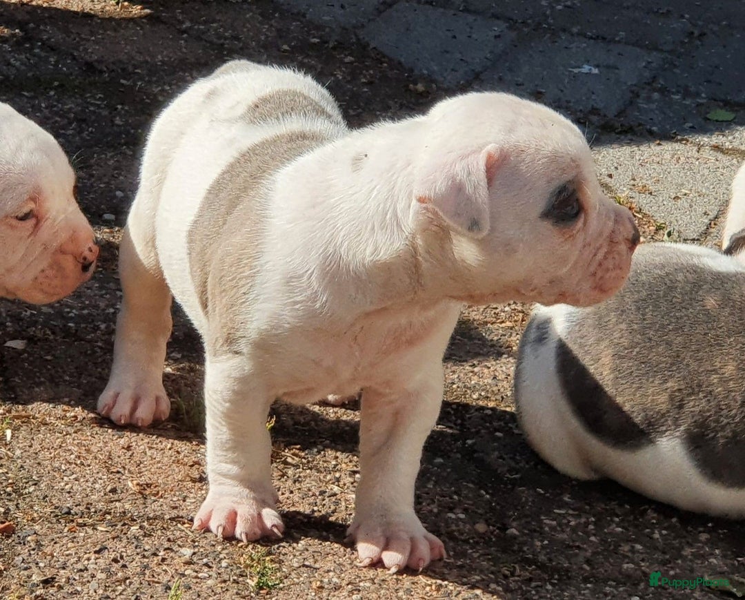 Amerikaanse Bulldog honden te koop: Supermooie Amerikaanse bulldog pups met stamboom - Afbeelding 7