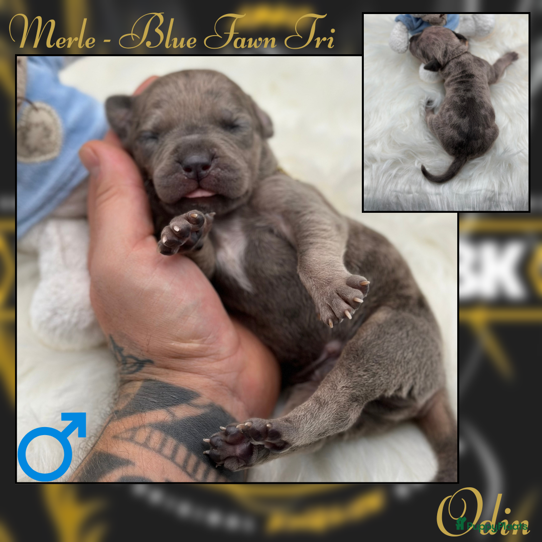 Amerikaanse Bully honden te koop: American Bully XL - Black Merle - Advertentie 6