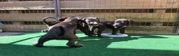 Kruising honden te koop: Prachtige Labradoodle x Dalmatiër puppy's! - Advertentie 24