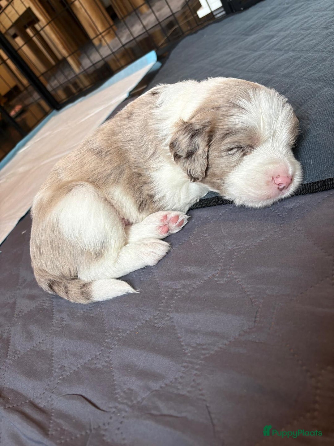 Kruising honden te koop: 🐾 Labradoodle x Australische Herder Pups 🐾 - Advertentie 8