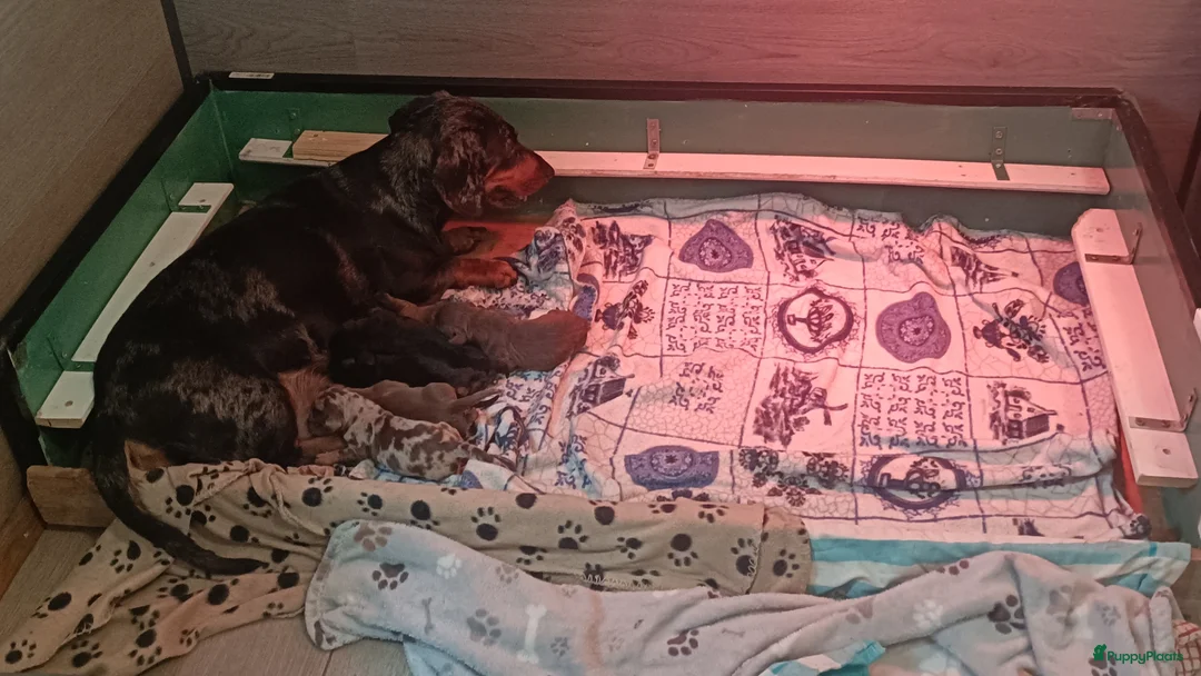 Teckel (korthaar)  honden te koop:  Prachtige korthaar teckels pups van particulier - Advertentie 3