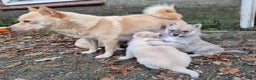 Kruising honden te koop: Pomsky x Shiba inu pups - Advertentie 21