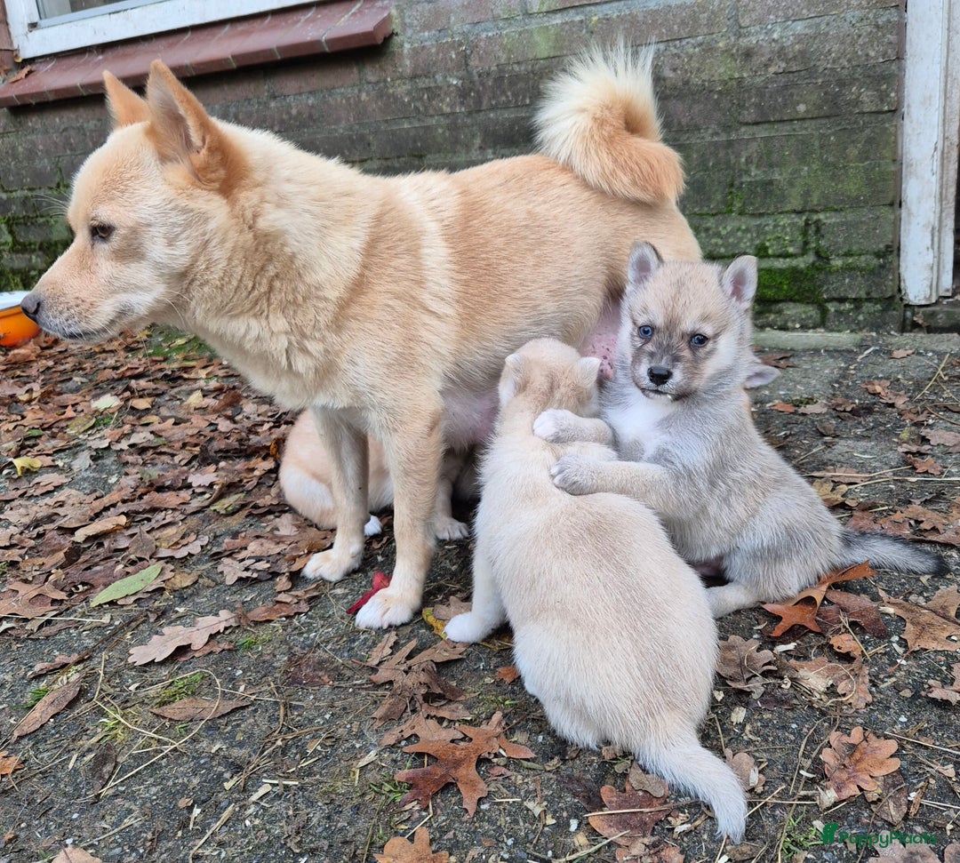 Kruising honden te koop: Pomsky x Shiba inu pups - Advertentie 21
