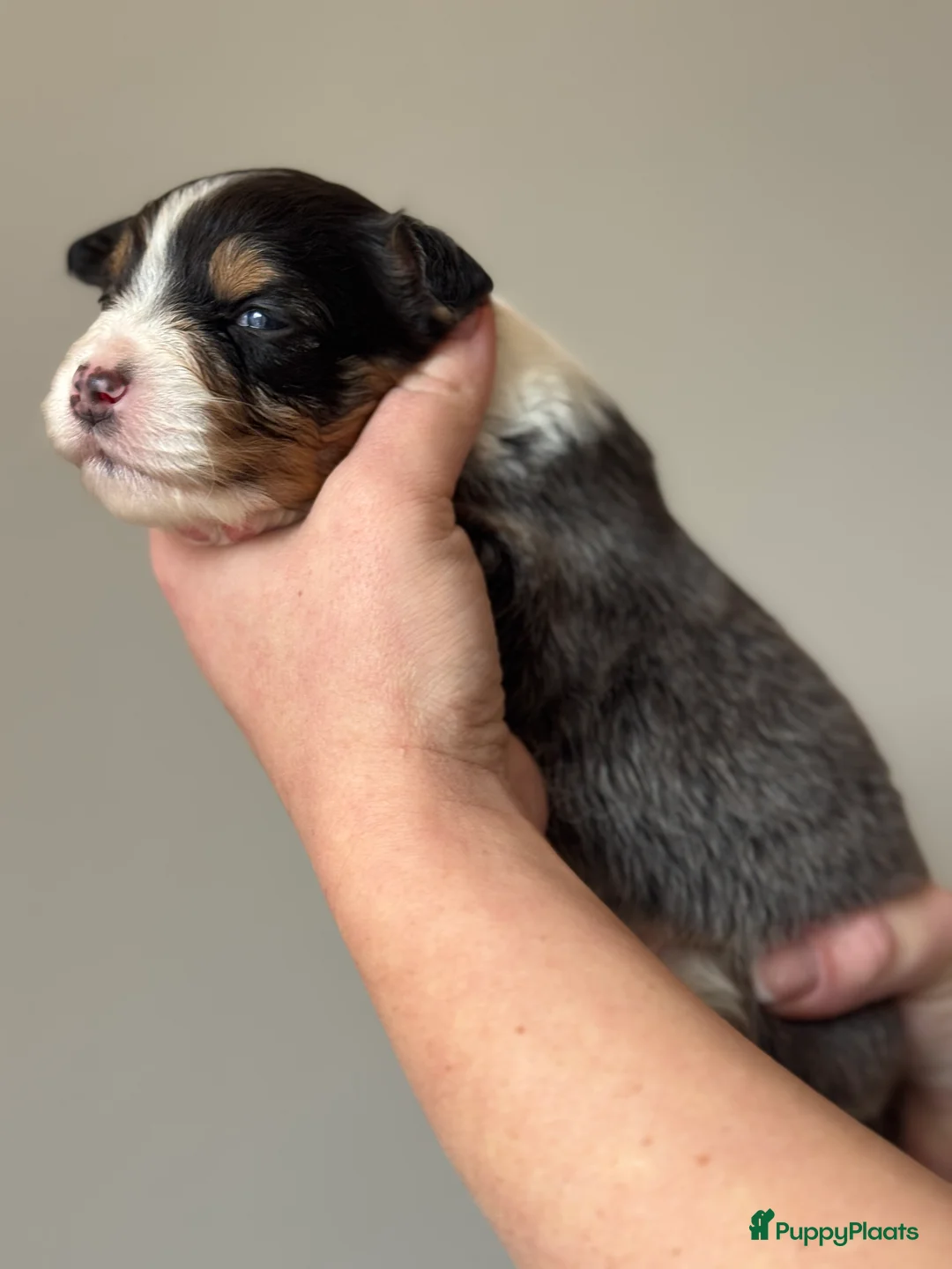 Australian Shepherd honden te koop: Australian shepherd pups puppy - Advertentie 13