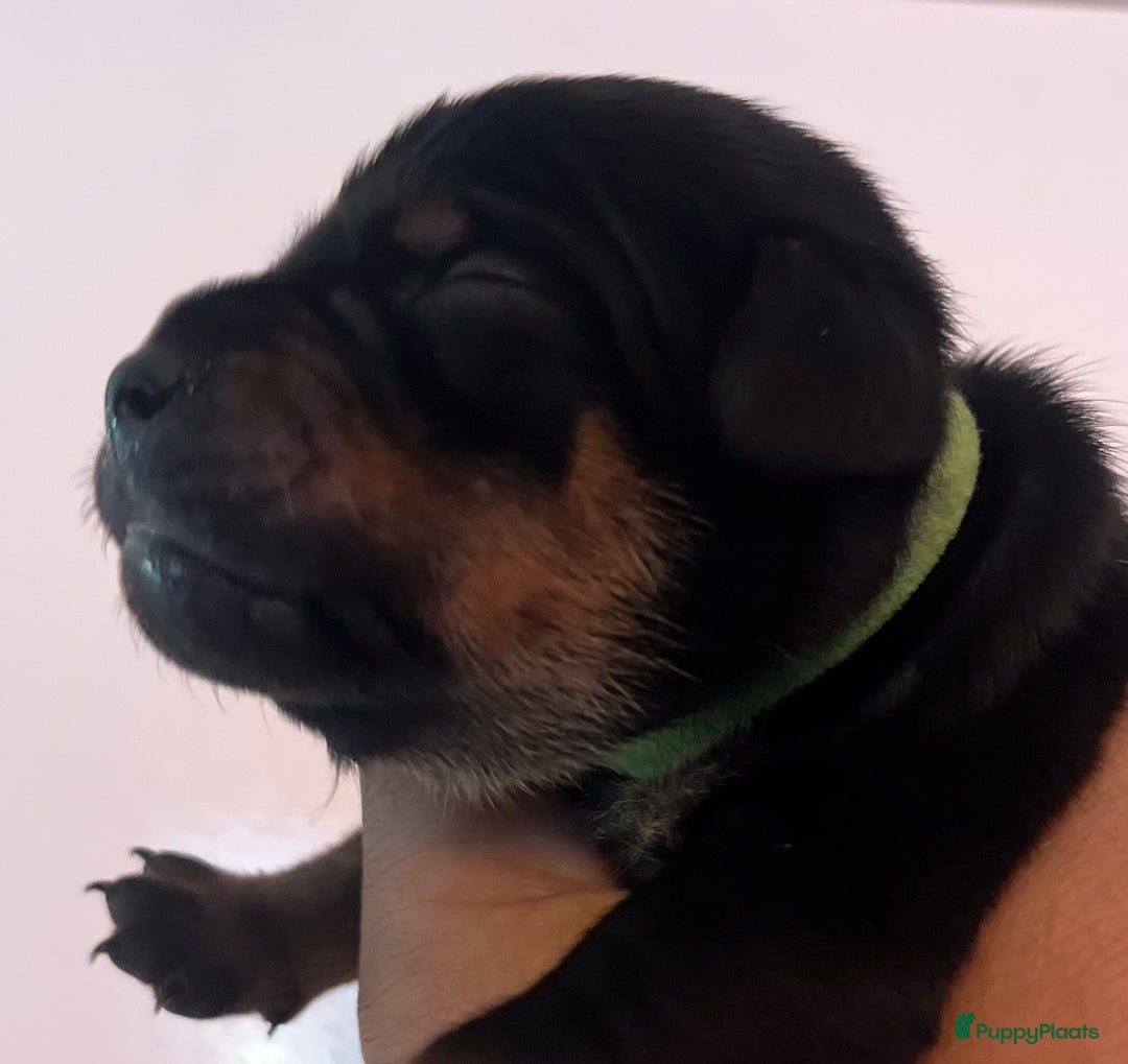 Kruising honden te koop: Carlin Pinscher Pups - Advertentie 4